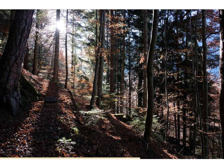 Photo 1 Randonnée pédestre : Le sentier du Facteur